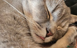 British Shorthair cats for sale: Beautiful British Shorthair  - Advert 5