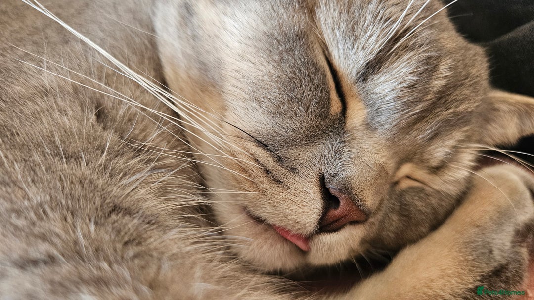 British Shorthair cats for sale: Beautiful British Shorthair  - Advert 5