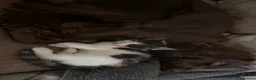 Mixed Breed cats for sale: Kittens  - Advert 5