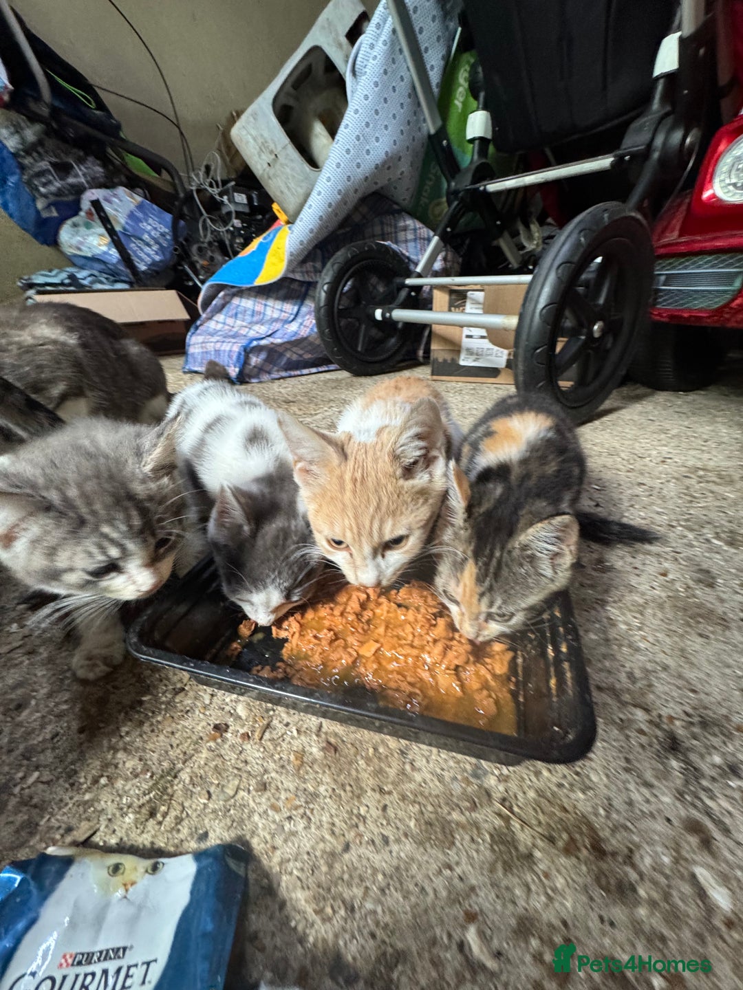 Mixed Breed cats for sale: Mix breed male kittens for sale  - Image 10