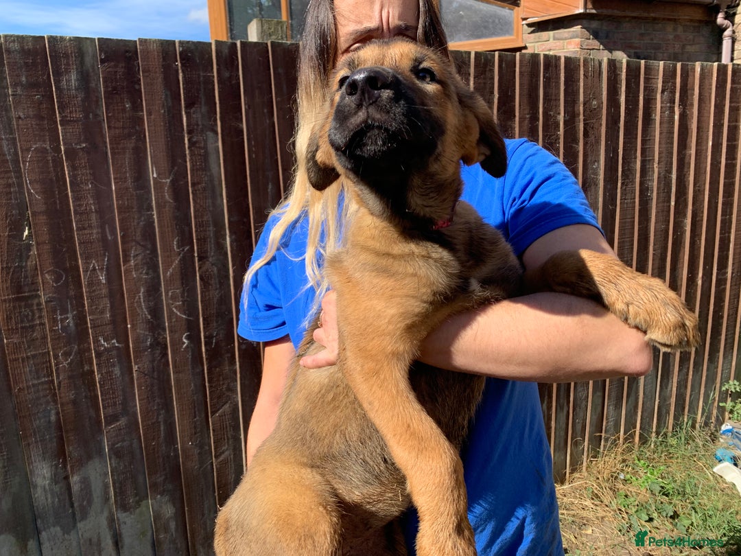 Mixed Breed dogs for sale: Cane corso X Alaskan malamute surprise litter  - Image 5