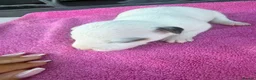 Jack Russell dogs for sale: Parson jack russles 5 boys 2 girls  - Advert 27