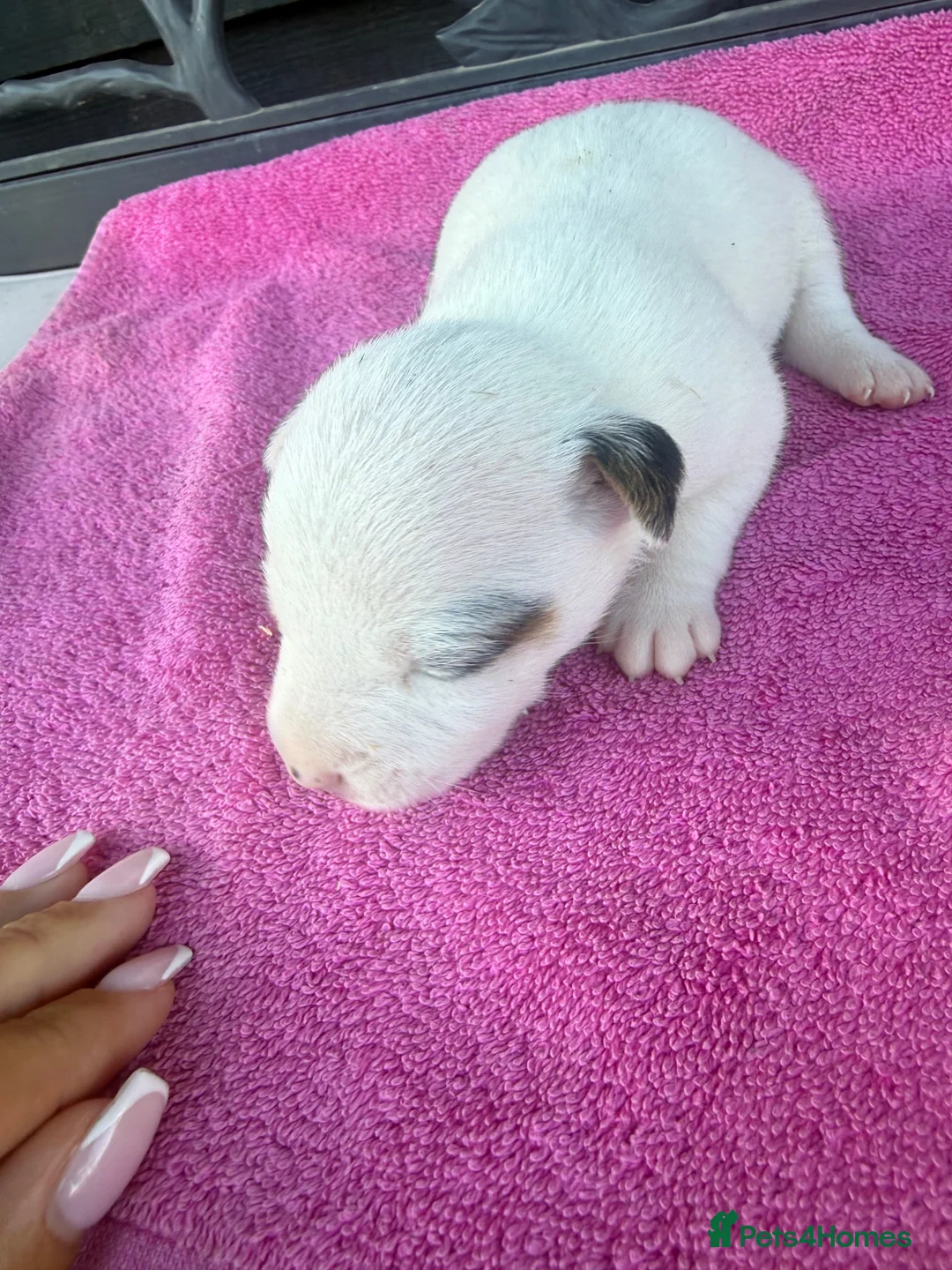 Jack Russell dogs for sale: Parson jack russles 5 boys 2 girls  - Advert 27