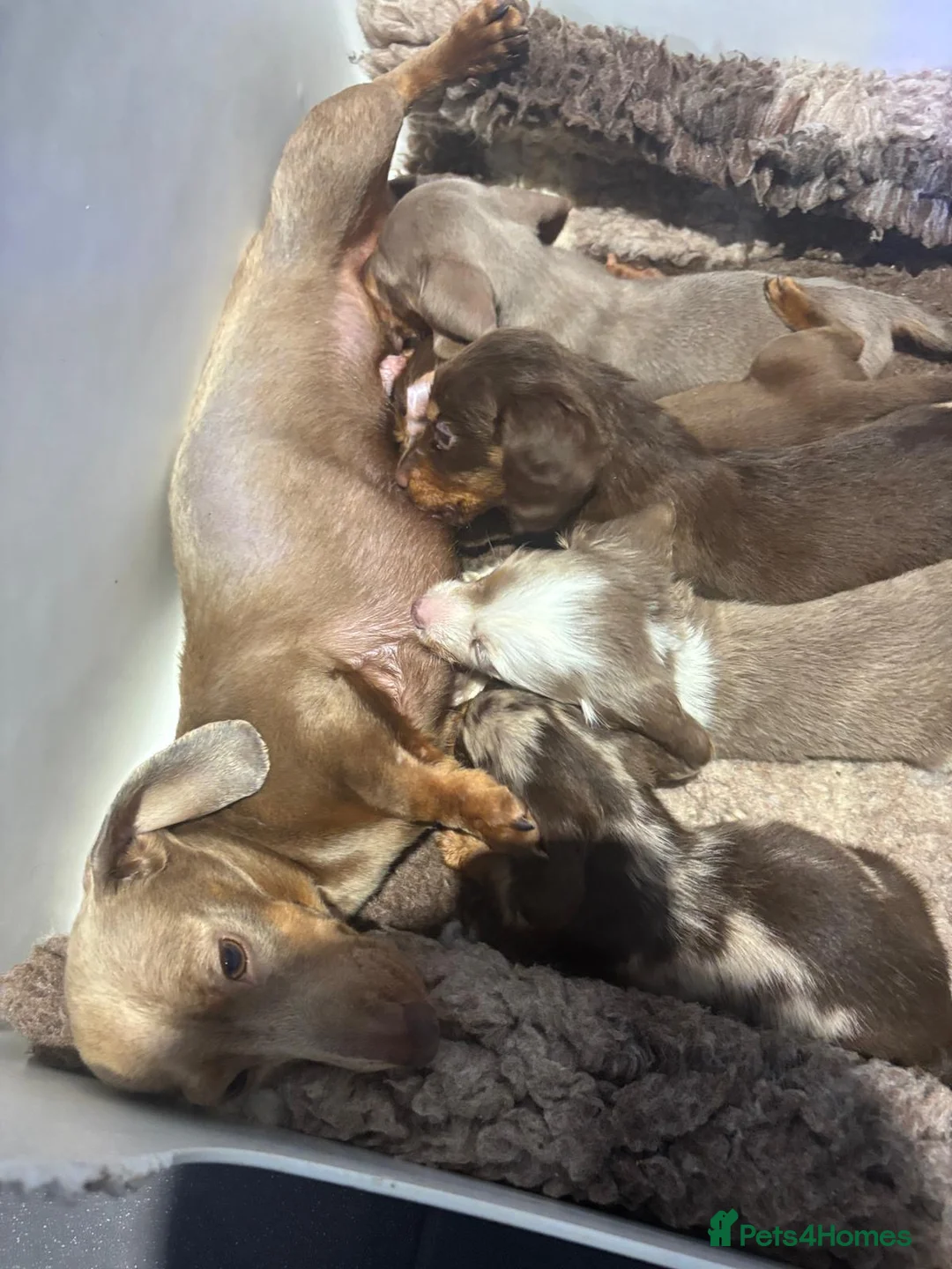 Dachshund dogs for sale: Miniature Dachshund puppies  - Advert 1