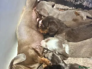 Dachshund dogs Miniature Dachshund puppies - Advert 2