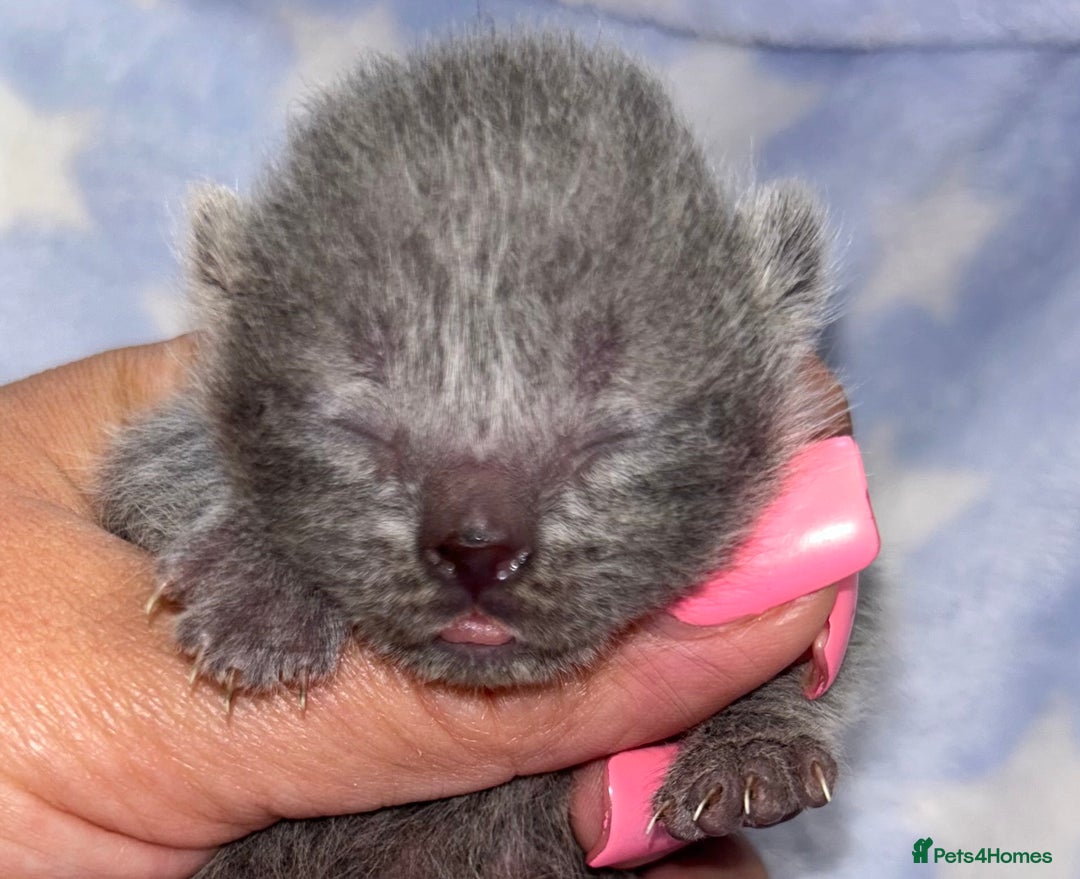 British Shorthair cats for sale: Pedigree kittens lilac boy blue girl  - Image 4