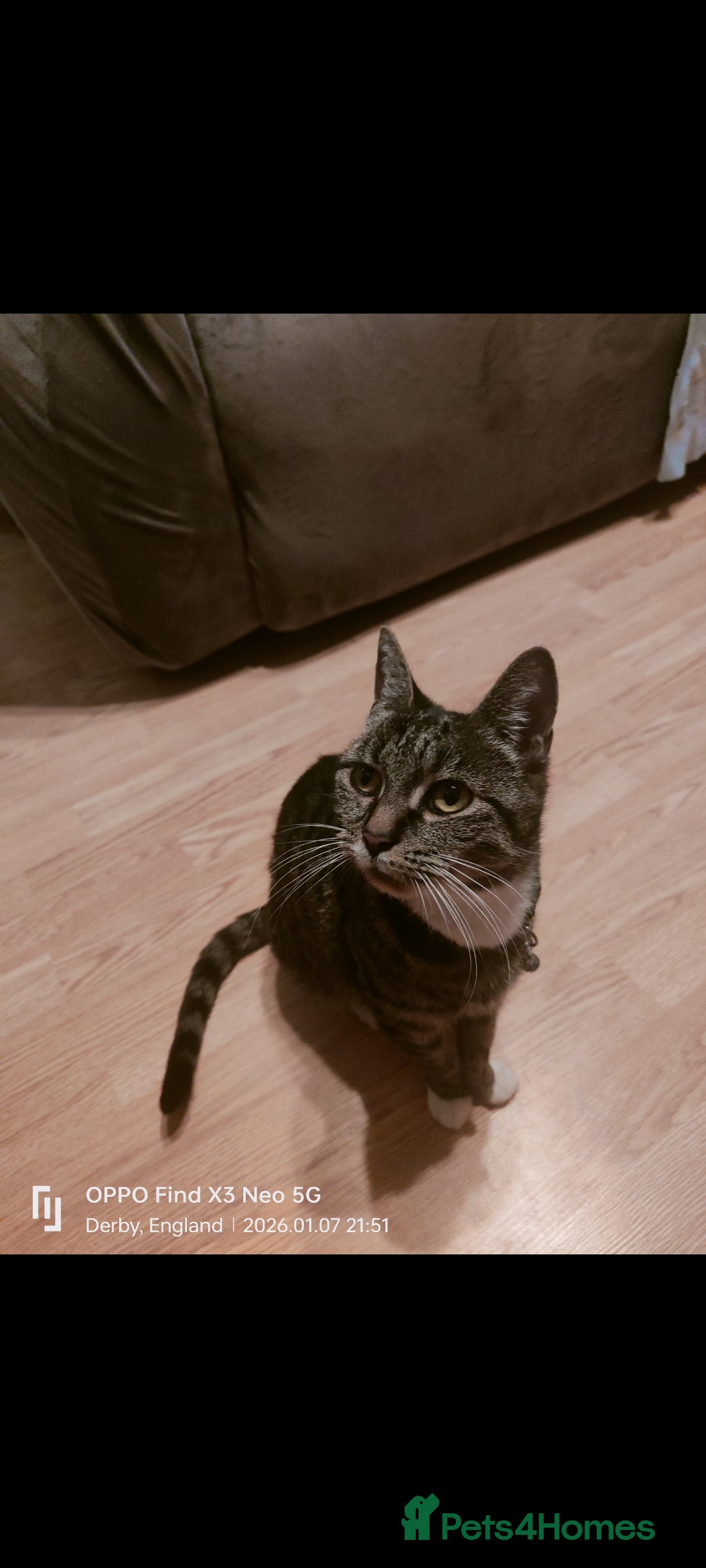 Mixed Breed cats for sale: Three kittens available  - Advert 1