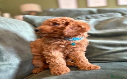 Cockapoo dogs for sale: Beautiful family of cockerpoos - Image 10