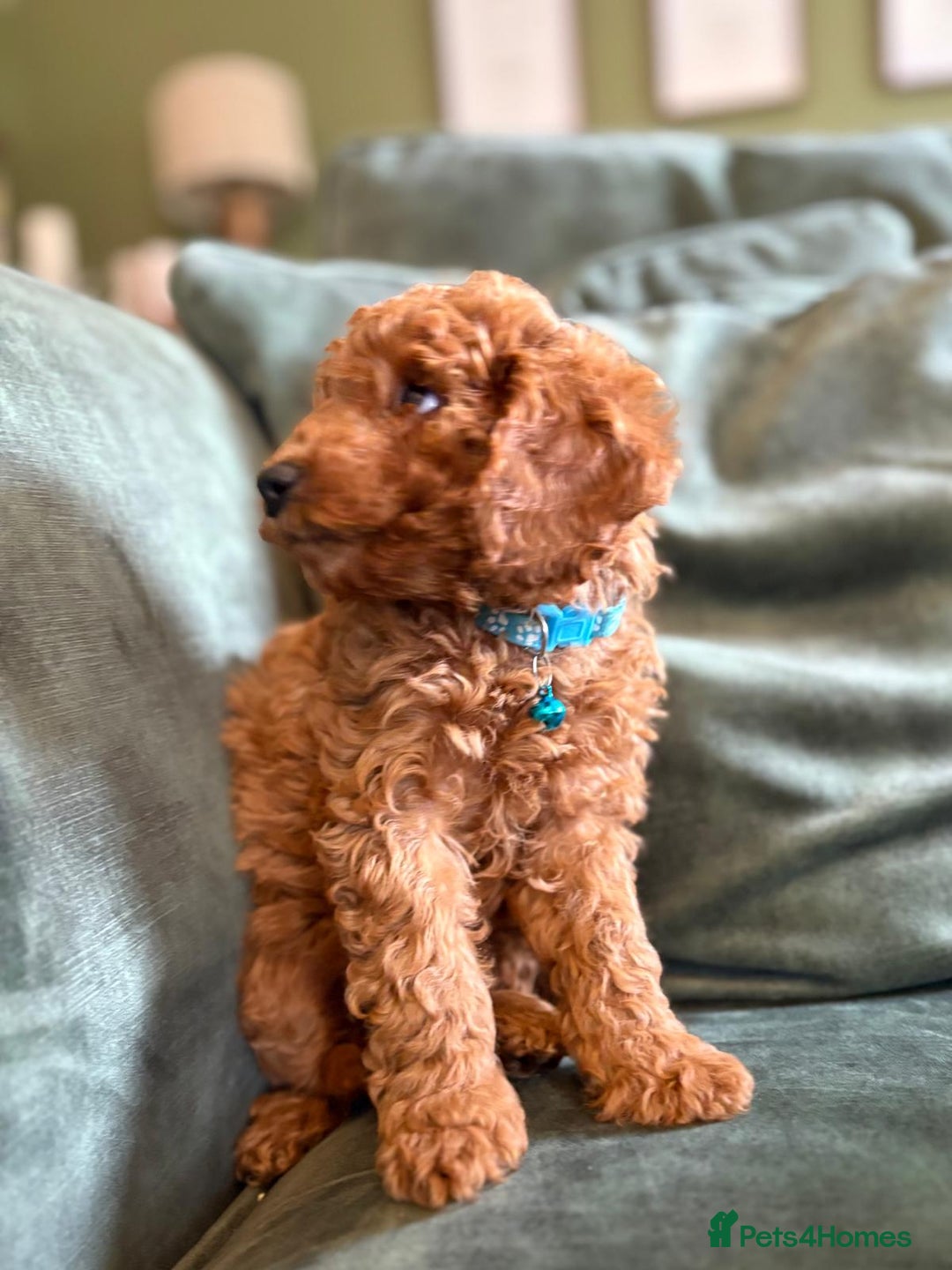 Cockapoo dogs for sale: Beautiful family of cockerpoos - Image 10