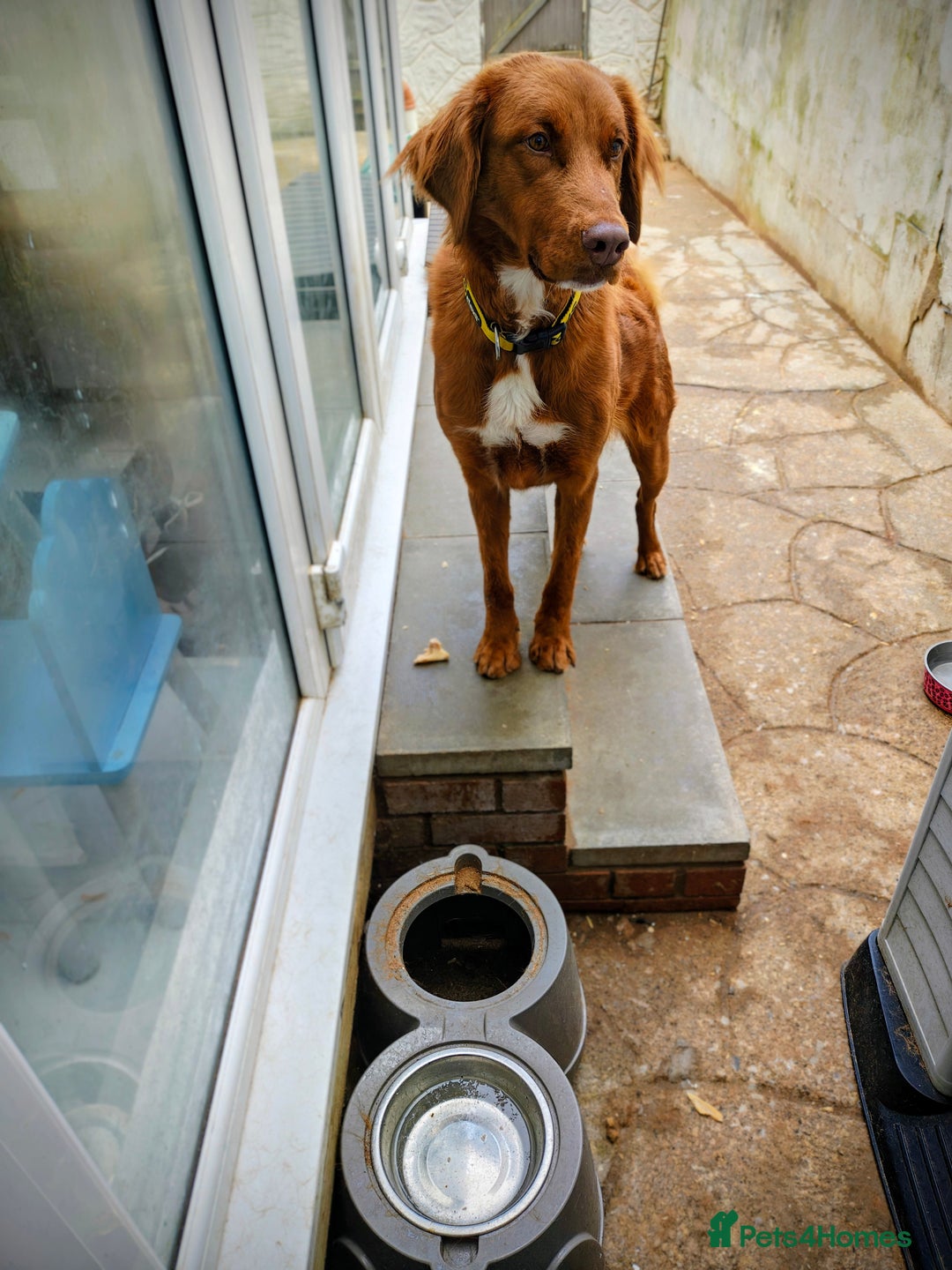 Mixed Breed dogs for sale: Large mixed breed female need experienced home - Image 2