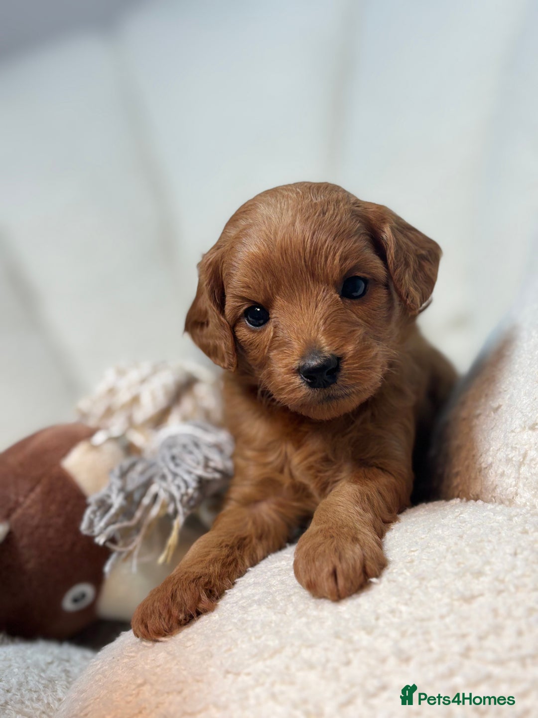 Goldendoodle dogs for sale: Red MINI Goldendoodle Puppies Hypoallergenic & DNA - Advert 21