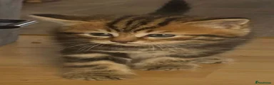 Mixed Breed Kitten 5