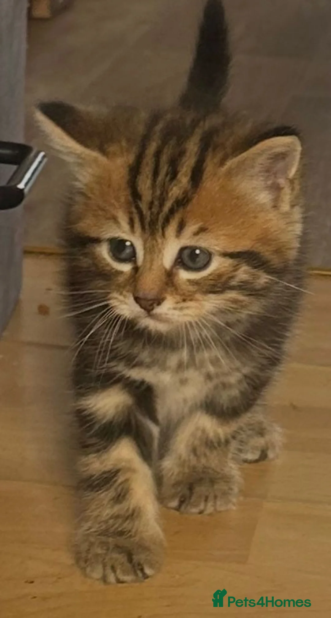 Mixed Breed cats for sale: 5 gorgeous kittens in Clitheroe - Advert 6