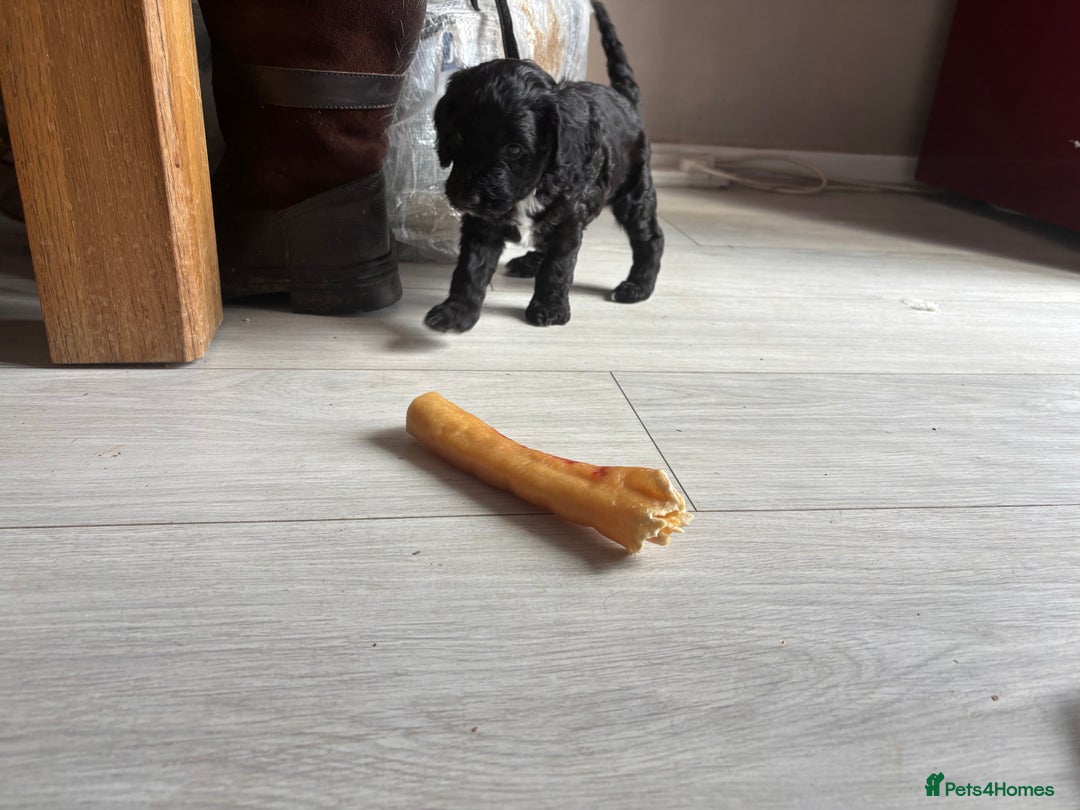 Cockapoo dogs for sale: 1 male black and white cockapoo left for sale - Image 4