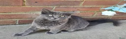 Mixed Breed cats for sale: Two Friendly 6mo Kittens (Neutered & Chipped) in Guildford - Advert 2