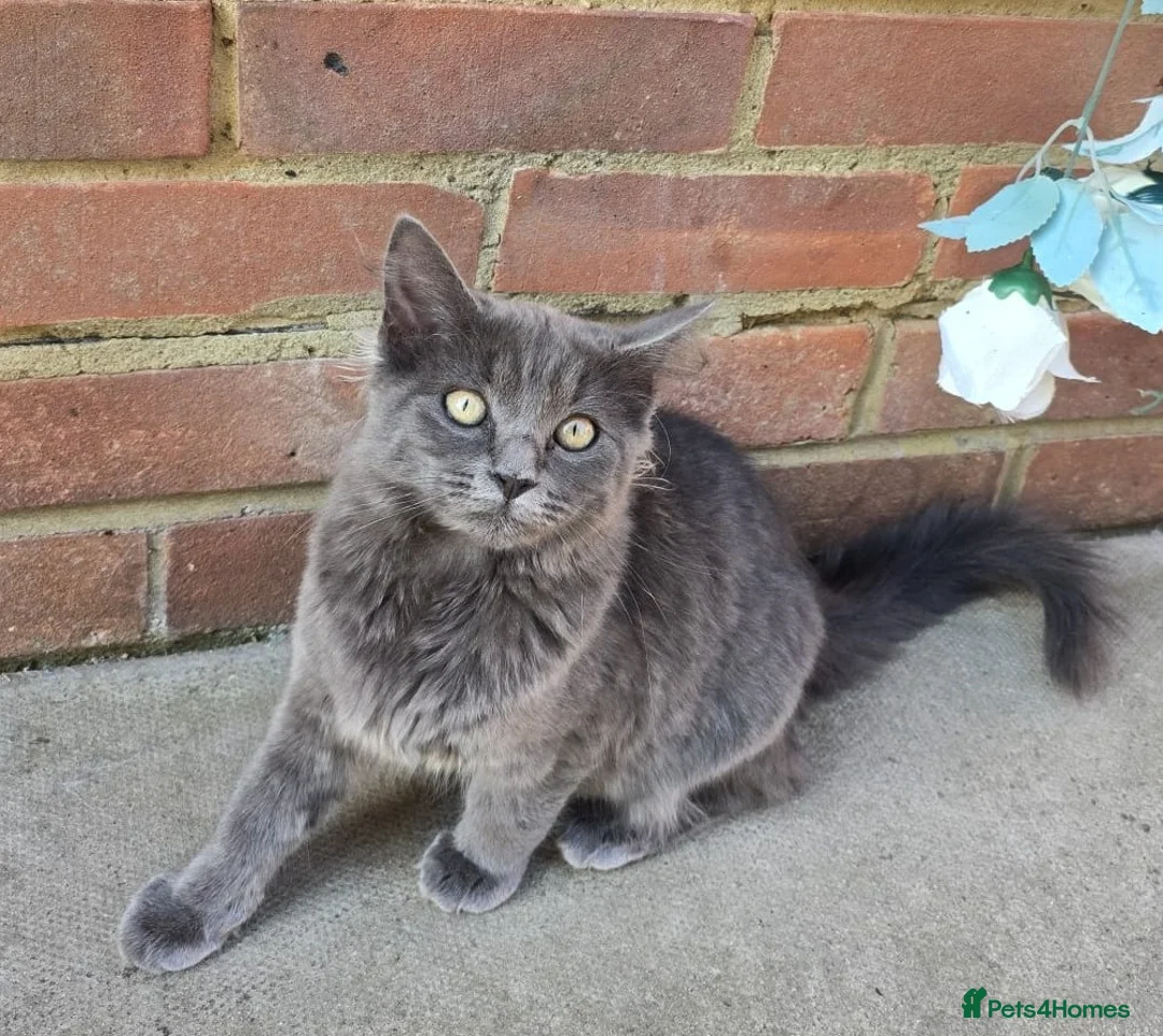 Mixed Breed cats for sale: Two Friendly 6mo Kittens (Neutered & Chipped) in Guildford - Advert 2
