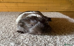 Guinea Pig rodents for sale: Pure Sheltie Guinea Pig Boars - Image 5