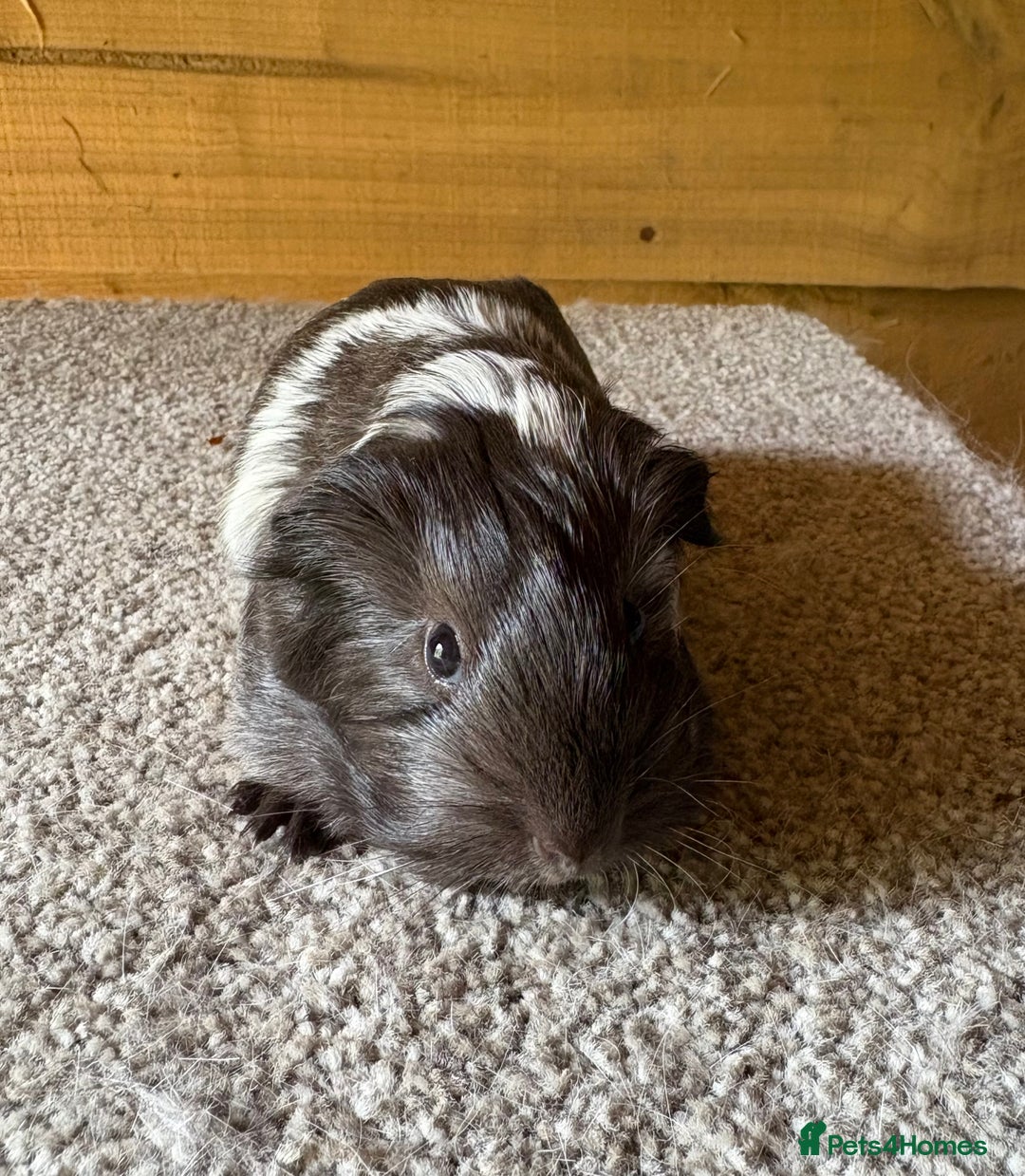 Guinea Pig rodents for sale: Pure Sheltie Guinea Pig Boars - Image 5