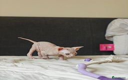 Sphynx cats for sale: Pedigree Sphynx Kitten in Bedford - Image 16