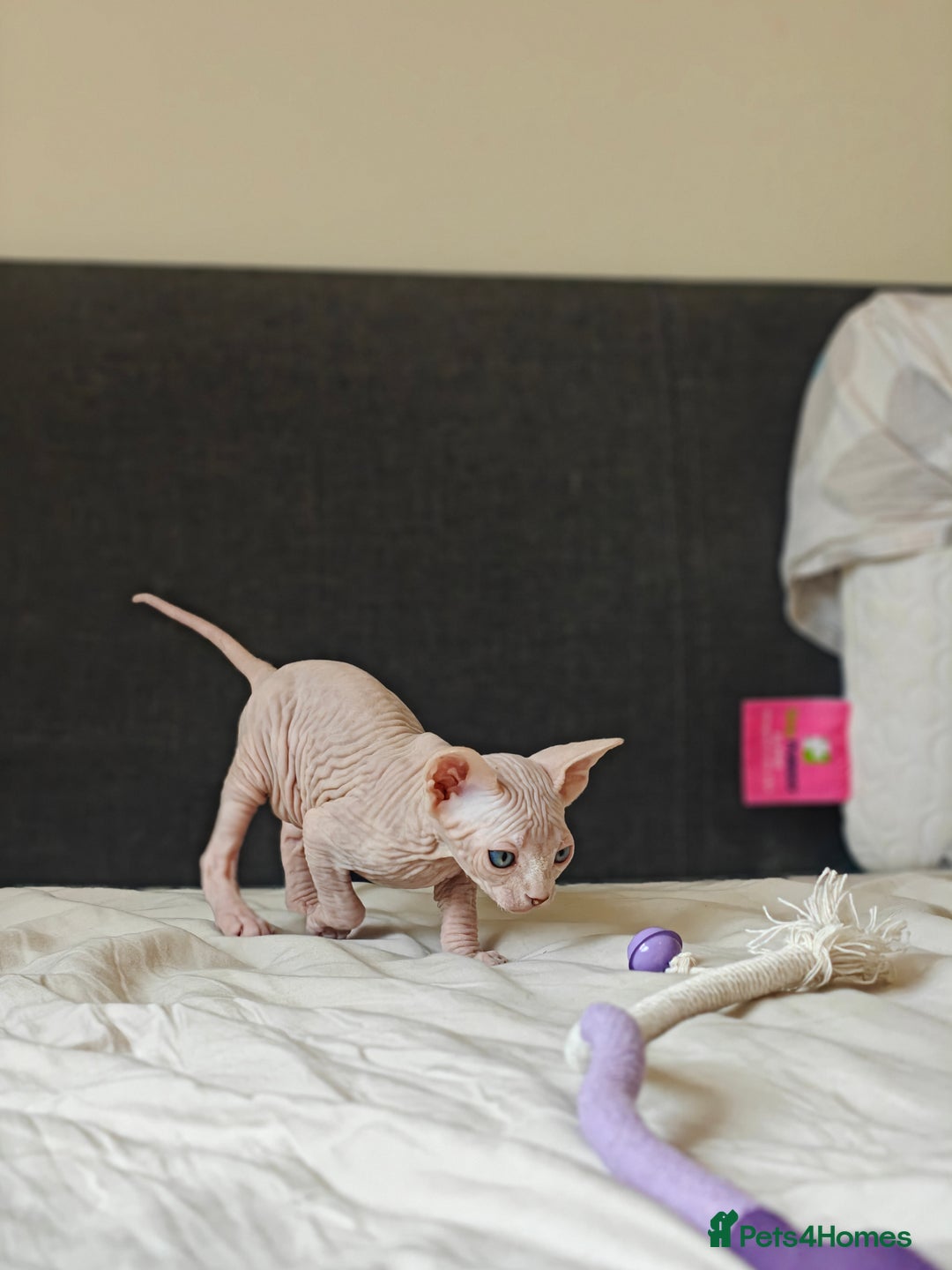 Sphynx cats for sale: Pedigree Sphynx Kitten in Bedford - Image 16