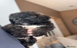 Shihpoo dogs for sale: 🩷 Beautiful Shihpoo Puppies available 💙 - Image 4