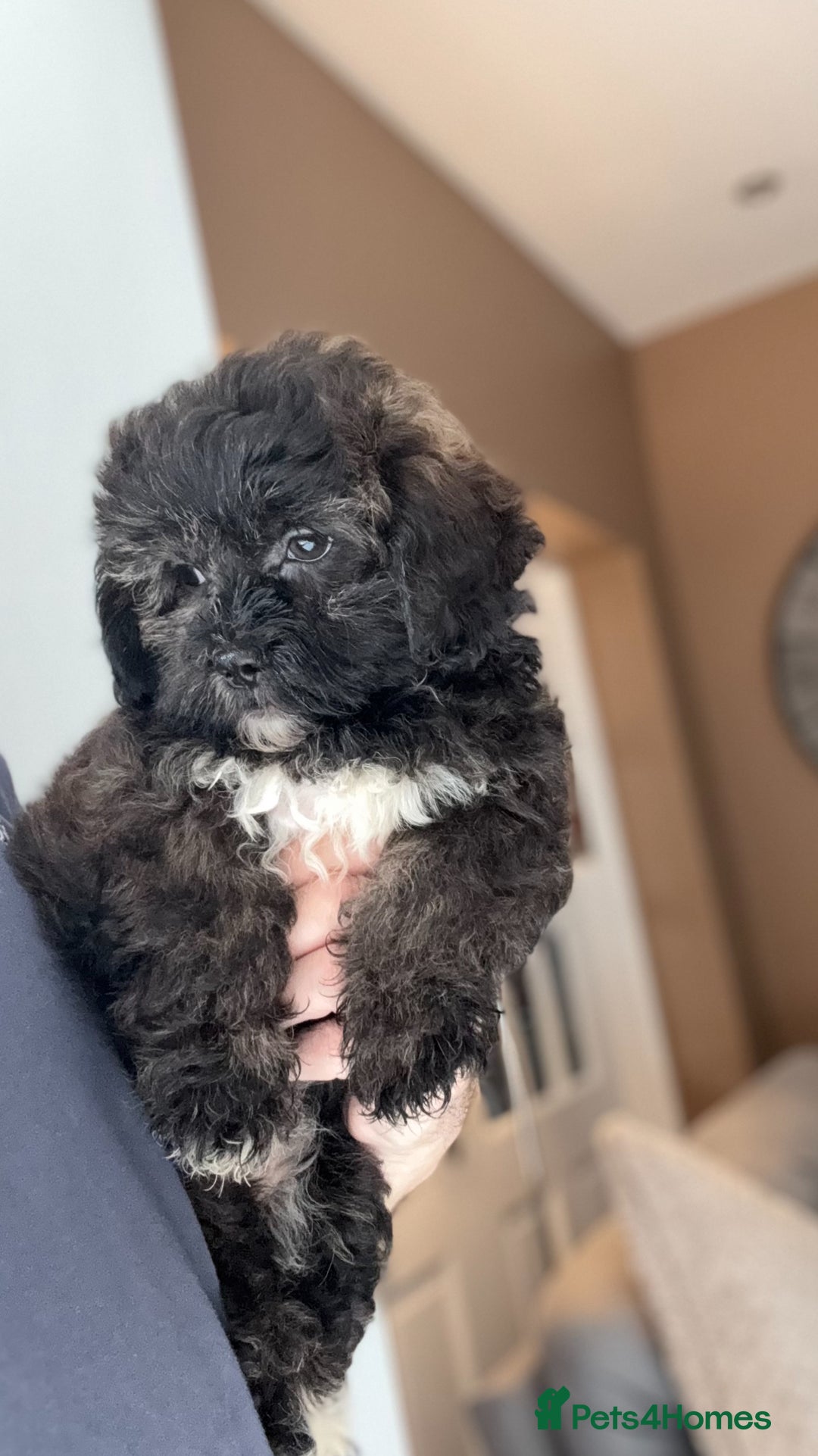 Shihpoo dogs for sale: 🩷 Beautiful Shihpoo Puppies available 💙 - Image 4