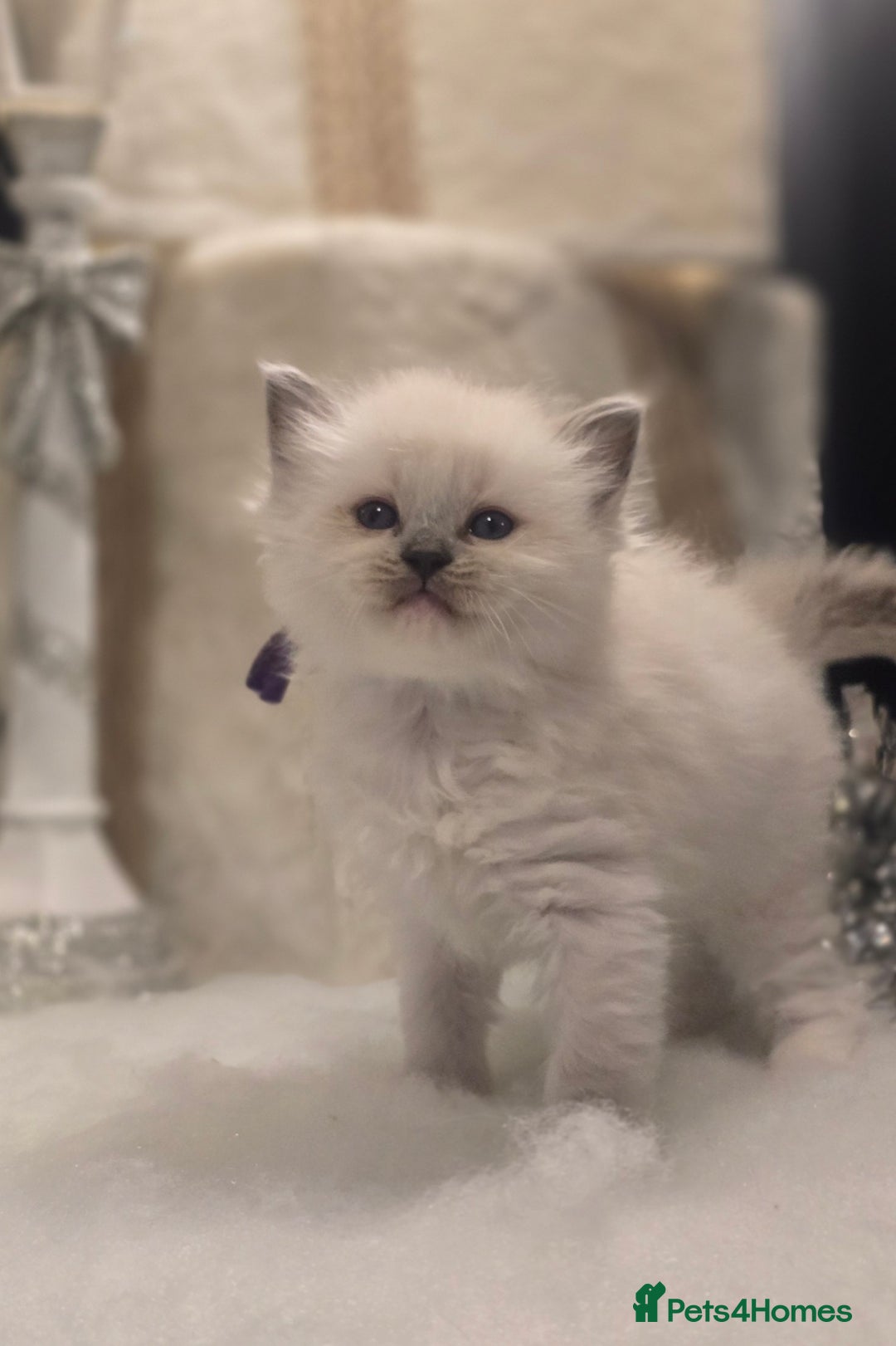 Ragdoll cats for sale: Precious GOOF Registered Ragdoll Kittens - 2 Boys - Advert 10