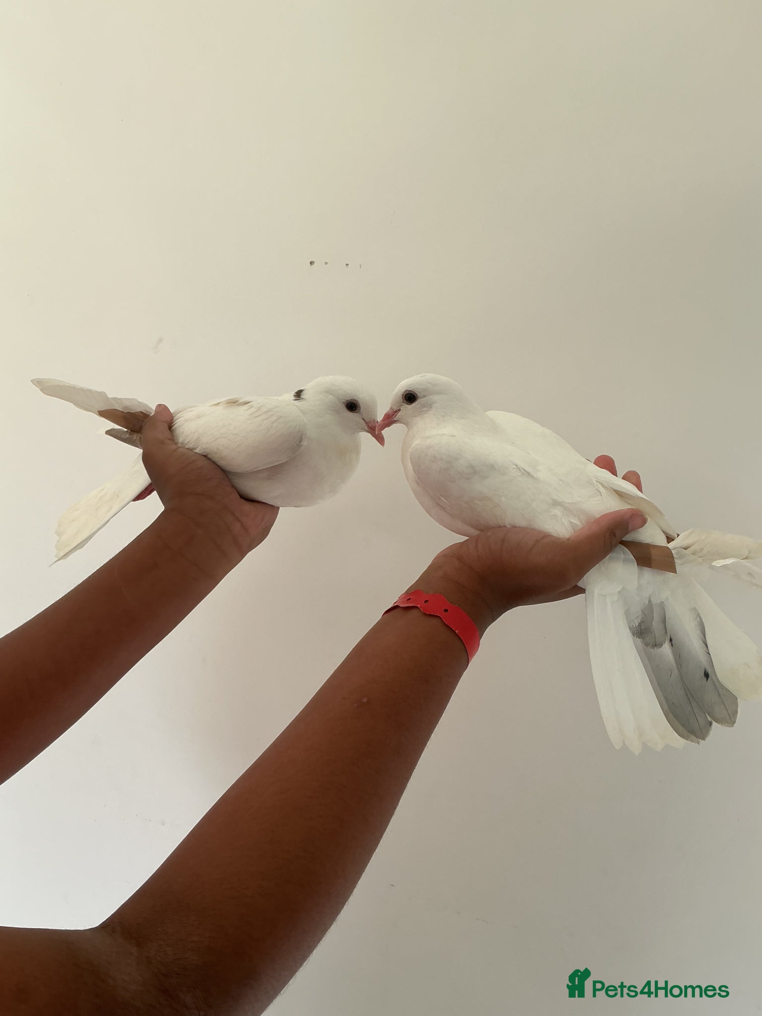 Pigeons birds A pair of young toghi hybrids  - Advert 12