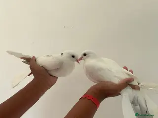 Pigeons birds A pair of young toghi hybrids - Advert 1