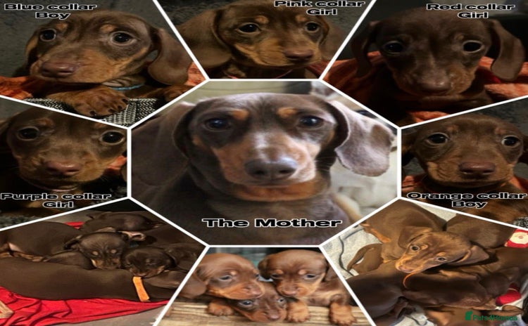Miniature Dachshund dogs READY NOW PRA Clear KC Registered pups - Advert 9