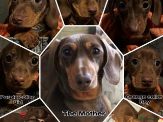 Miniature Dachshund dogs READY NOW PRA Clear KC Registered pups - Advert 5