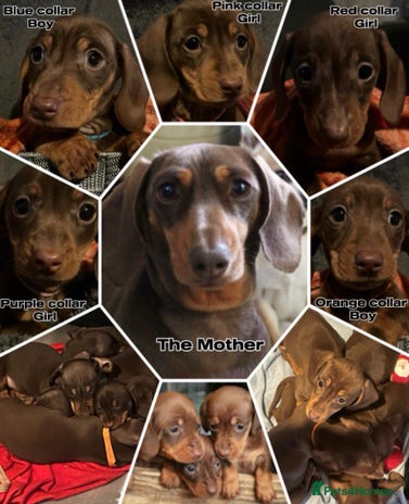 Miniature Dachshund dogs READY NOW PRA Clear KC Registered pups - Advert 9
