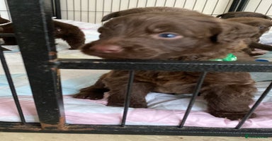 Mixed Breed dogs Beautiful Family-Raised Sheprador Puppies - Advert 9