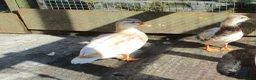 Ducks poultry for sale: Various Call Ducks - Advert 8