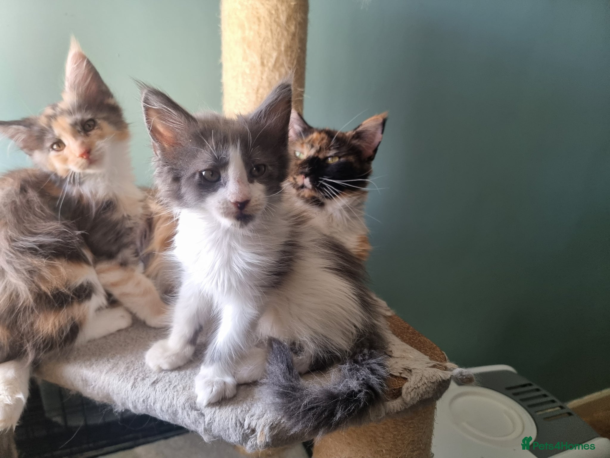 Maine Coon cats Maine Coon kittens  - Advert 2