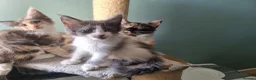 Maine Coon cats for sale: Maine Coon kittens  in Northampton - Advert 2
