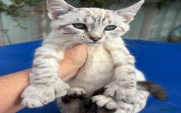 Bengal cats for sale: Gob smacking rare kittens  - Image 21