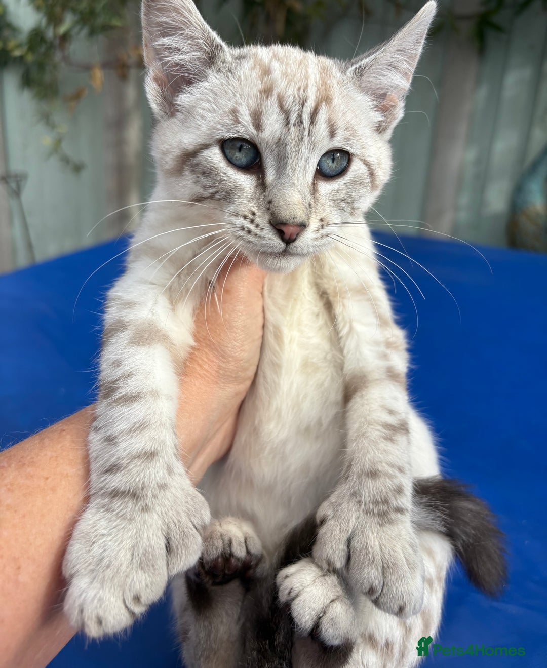 Bengal cats for sale: Gob smacking rare kittens  - Image 21