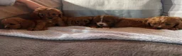 Cavapoo dogs for sale: Cavapoos  in Worcester - Advert 17