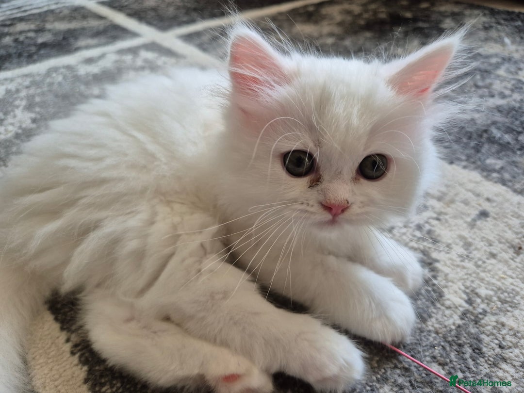 Mixed Breed cats for sale: Two Adorable Pure White Persian x Ragdoll Kittens - Image 13