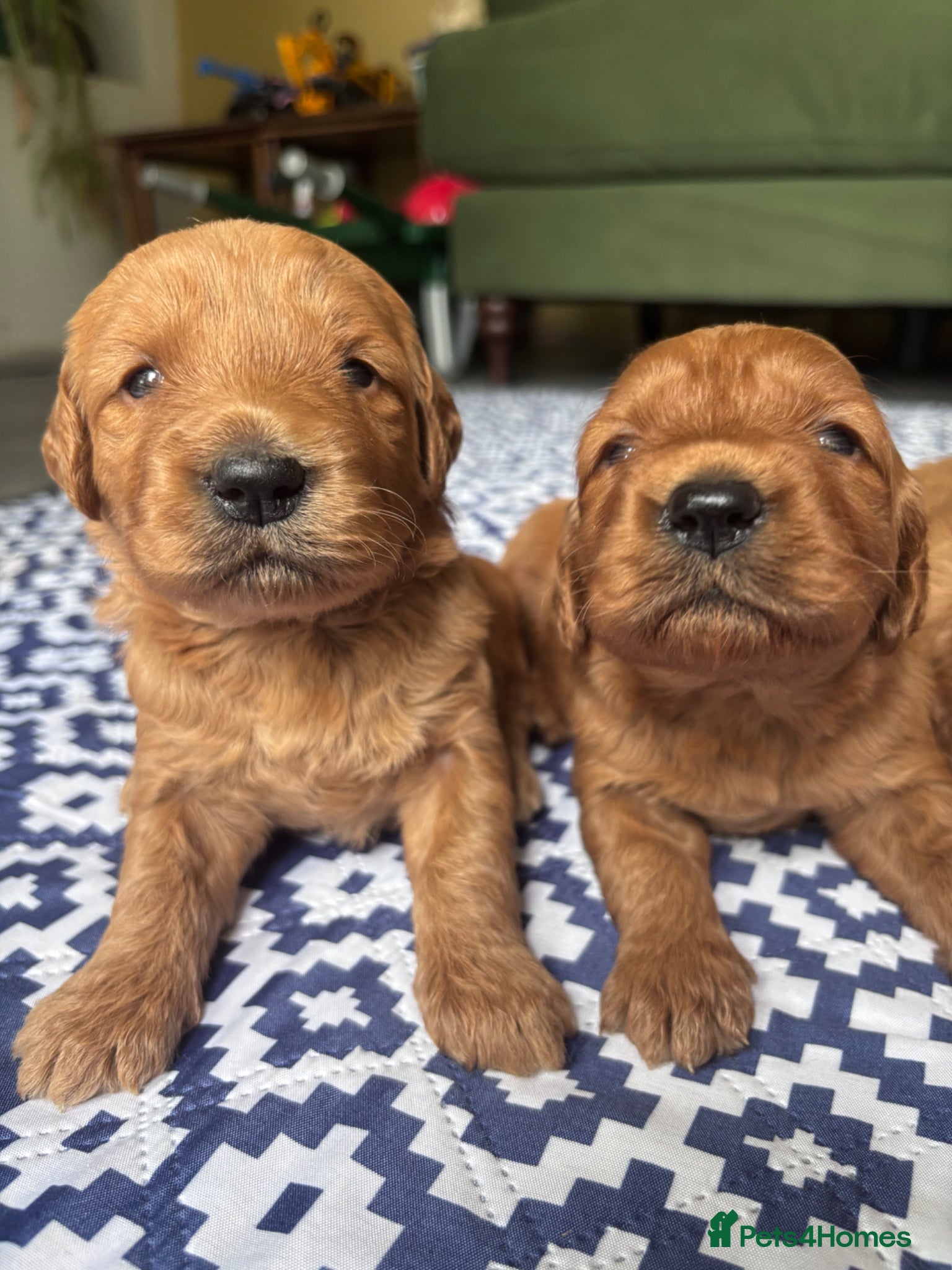 Mini Goldendoodle dogs F1 Medium sized Goldendoodles  - Advert 1