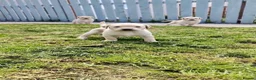 Labrador Retriever dogs for sale: Stunning, Well Bred Yellow Labrador Pups - Advert 17