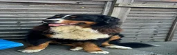 Bernese Mountain Dog dogs for sale: Lovely Bernese Mountain Male Puppy - Advert 13