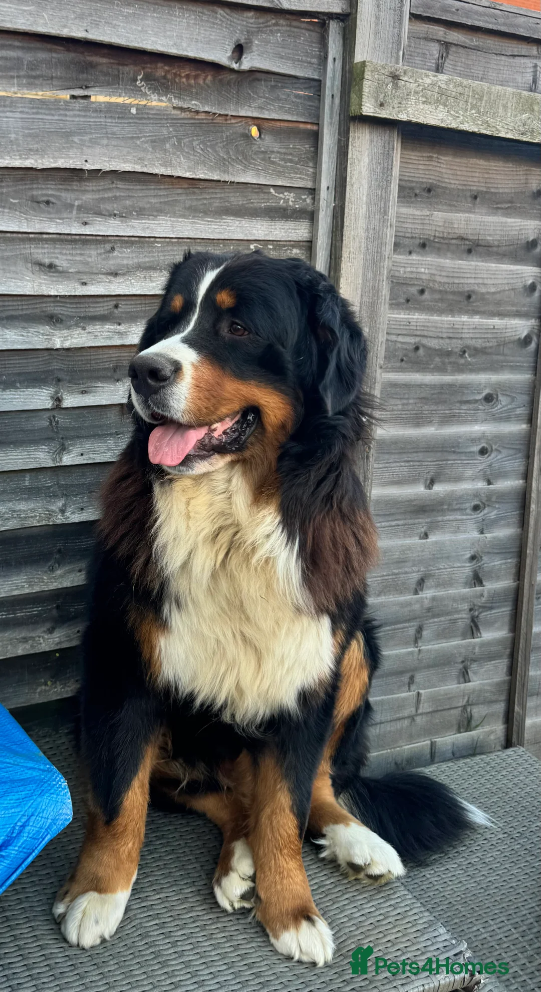 Bernese Mountain Dog dogs for sale: Lovely Bernese Mountain Male Puppy - Advert 13