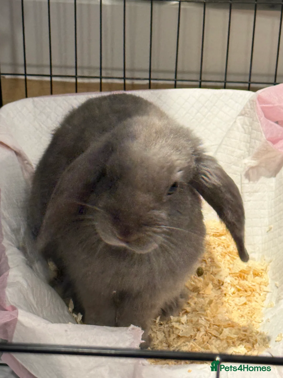 Mini Lion Lop rabbits for sale: Cute mini Lion Lop in Leeds - Advert 2