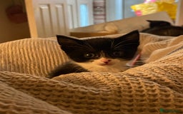 European cats for sale: 5 gorgeous baby kittens - Image 2