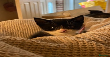 European cats - Advert 10