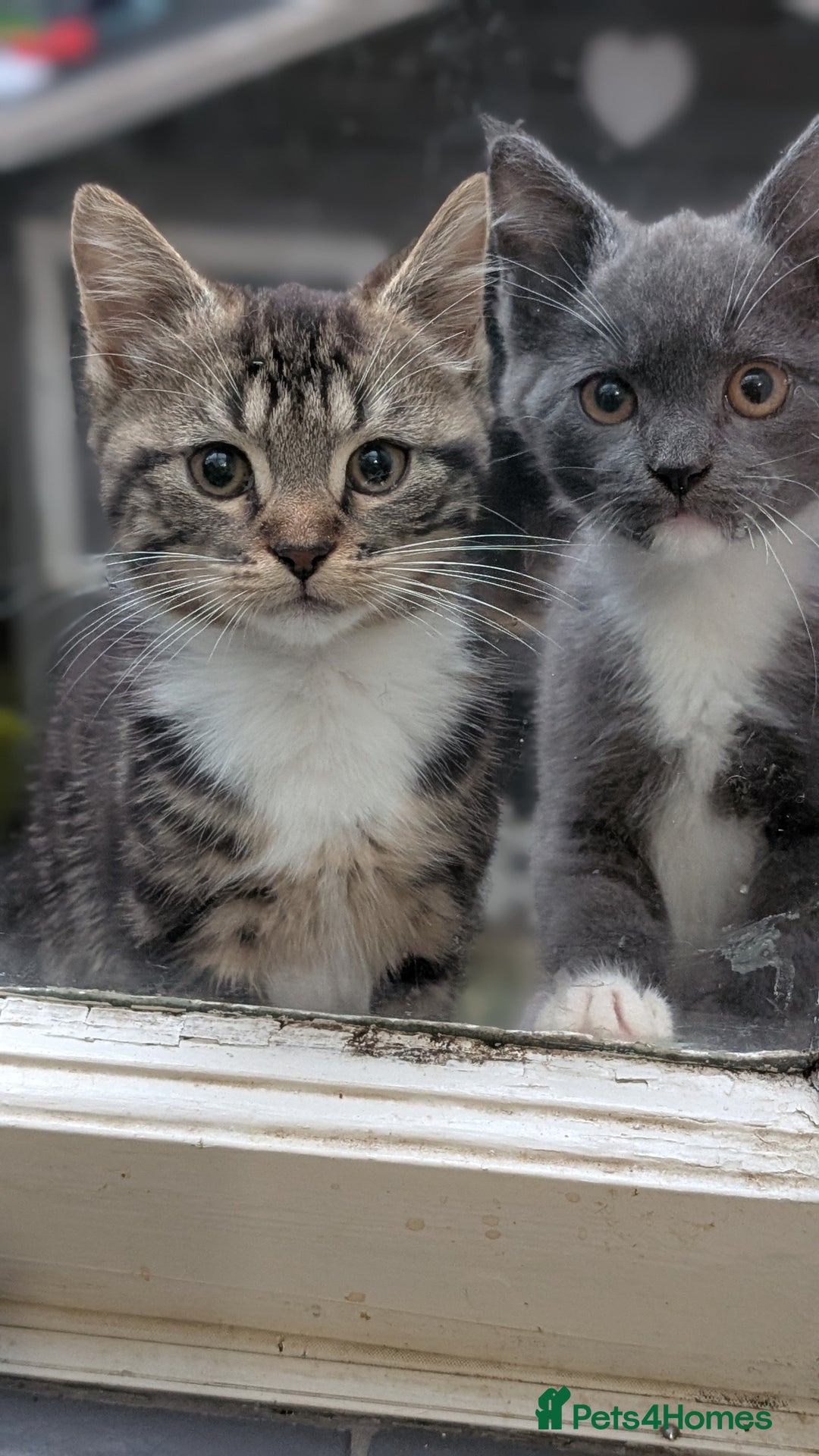 Mixed Breed cats for sale: 7 month male kittens/ cats. X2 - Advert 2