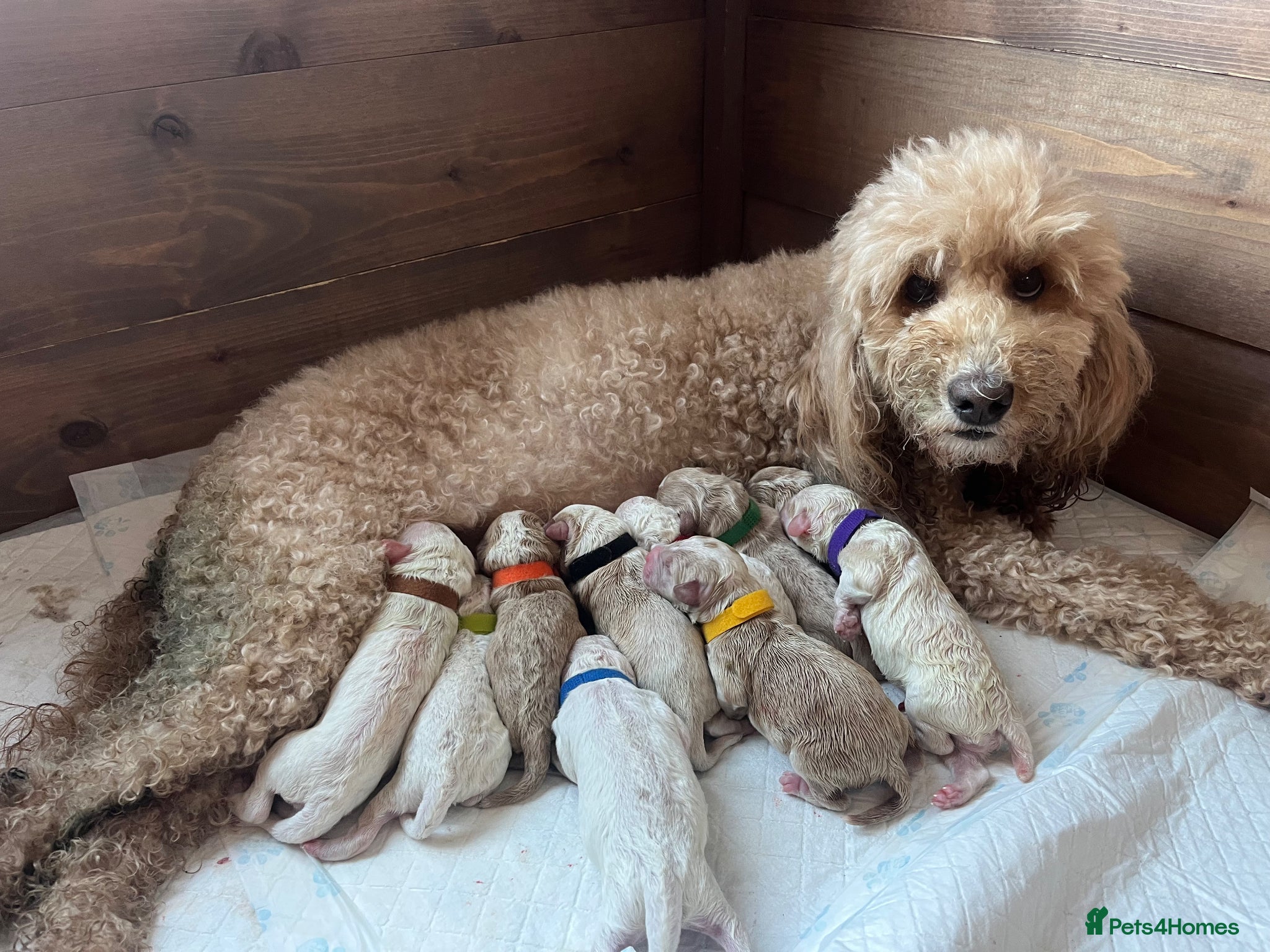 Australian Labradoodle dogs AUSSIE DOODLES - Health Tested - Advert 1