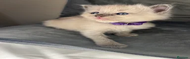 💜Purple female kitten 2